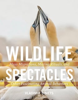 Wildlife Spectacles - Mass Migrations, Mating Rituals, and Other Fascinating Animal Behaviors
