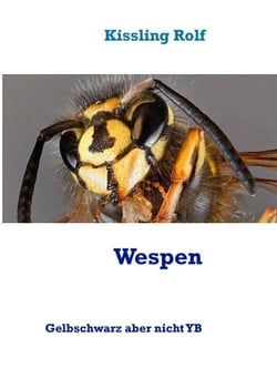 Wespen - Gelbschwarz aber weder YB noch BVB