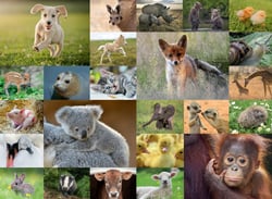 Puzzle 200 pièces XXL - Adorables bébés animaux - Ravensburger