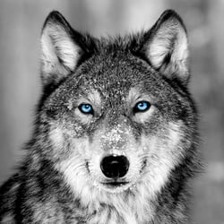 GLASSART 30X30 LOUP BLUE EYES