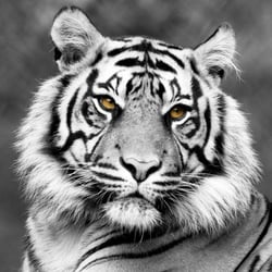Toile - Tigre - 30 cm x 30 cm