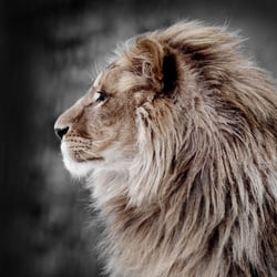 Toile - Love lion - 30 cm x 30 cm