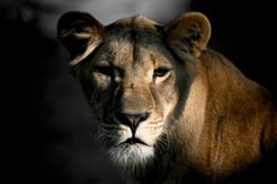Toile - Lionn et ombre - 30 cm x 45 cm