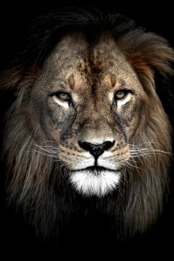 Toile - Lion - 30 cm x 45 cm