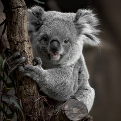 Toile - Koala - 30 cm x 30 cm