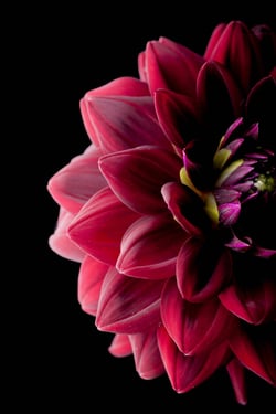 Impression sur verre - Dahlia - 45 cm x 65 cm