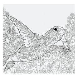 Album photos à colorier - Tortue