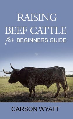 Raising Beef Cattle for Beginner's Guide - Homesteading Freedom