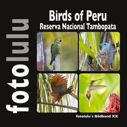 Birds of Peru - Reserva Nacional Tambopata
