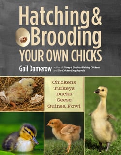 Hatching &amp; Brooding Your Own Chicks - Chickens, Turkeys, Ducks, Geese, Guinea Fowl
