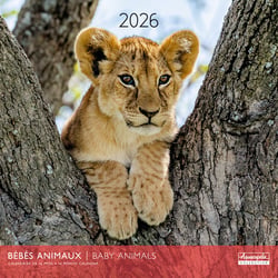 Calendrier mural 2026 Pictura - bébés animaux - 30 x 30 cm