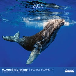 Calendrier mural 2026 Pictura - Mammifères marins - 30 x 30 cm