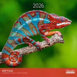 Calendrier mural 2026 Pictura - Reptiles - 30 x 30 cm