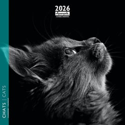 Calendrier mural 2026 Pictura - Chats noir et blanc - 16 x 16 cm