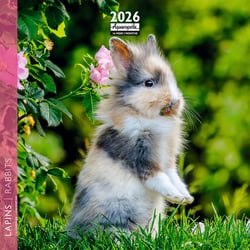 Calendrier mural 2026 Pictura - Lapins - 16 x 16 cm