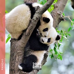 Calendrier mural 2026 Pictura - Pandas - 16 x 16 cm