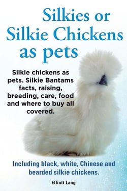 Silkies or Silkie Chickens as pets. Silkie chickens as pets.  Silkie Bantams facts, raising, breeding, care, food and where to buy all covered. Including black, white, Chinese and bearded silkie chick