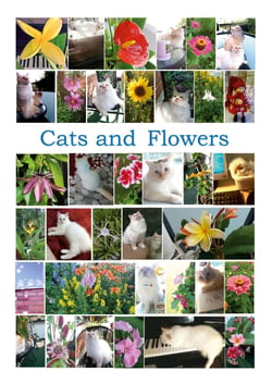 Cats and Flowers - 35 children song games