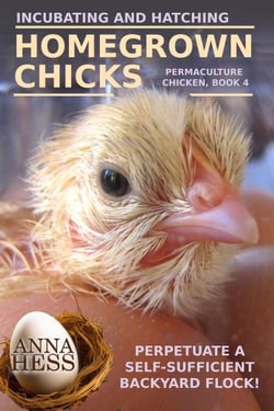 Incubating and Hatching Homegrown Chicks - Permaculture Chicken, #4