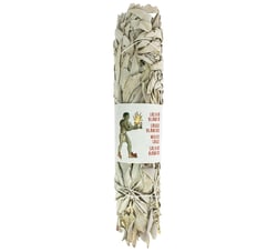 Sauge blanche californie 22cm