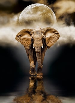 Puzzle 1000 pièces - High Quality Collection - The Elephant