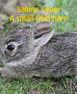 A small field hare - About foxes and other wild animals