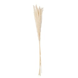 6 Epis de plumeaux 75 cm - Crème