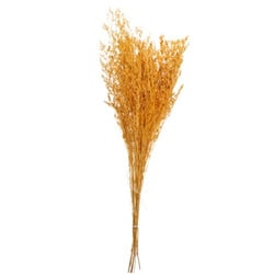 BOUQUET BROOM SECHE SAFRAN