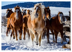 Puzzle 1000 Pièces - Chevaux dans la neige