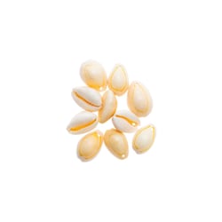 10 Coquillages naturels avec 2 perforations 