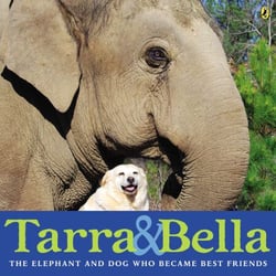 Tarra &amp; Bella - The Elephant and Dog Who Became Best Friends