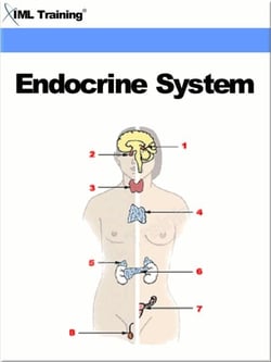 Endocrine System (Human Body) - Human Body