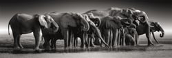 Puzzle panoramique 1000 pièces - Herd of Giants - Ravensburger