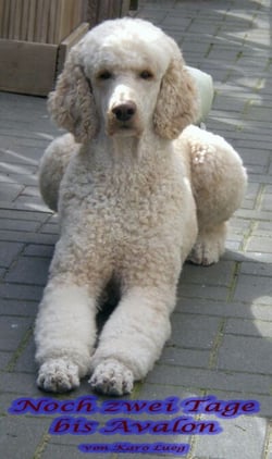 Noch zwei Tage bis Avalon - Gewidmet meinem Seelenhund Luke
