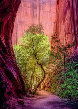 Puzzle 1000 pièces - Singin Canyon