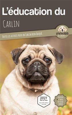 L'education du Carlin : toutes les astuces pour un Carlin bien éduqué