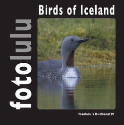 Birds of Iceland - fotolulu's Bildband 4