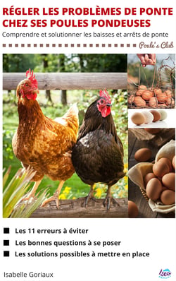 Régler les problèmes de ponte chez ses poules pondeuses - Comprendre et solutionner les baisses et arrêts de ponte