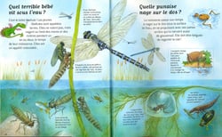 Questions réponses 7+ : incroyables insectes