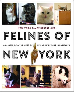Felines of New York - A Glimpse Into the Lives of New York's Feline Inhabitants