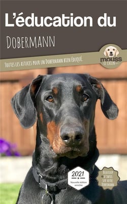 L'éducation du Dobermann : toutes les astuces pour un Dobermann bien éduqué