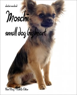 Moschii - small dog big heart