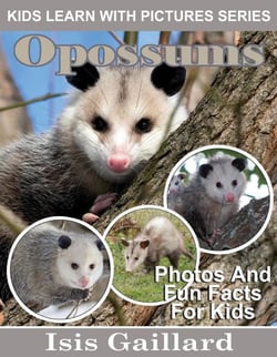 Opossums Photos and Fun Facts for Kids - Kids Learn With Pictures, #110