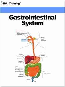 Gastrointestinal System (Human Body) - Human Body
