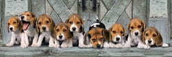 Puzzle 1000 pièces - Panorama Collection - Beagles