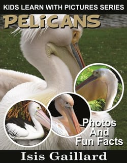 Pelicans Photos and Fun Facts for Kids - Kids Learn With Pictures, #64