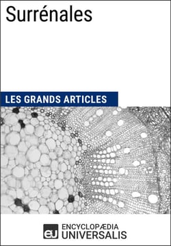 Surrénales - Les Grands Articles d'Universalis