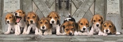 Puzzle Compact Panorama 1000 pièces - Beagles - Clementoni