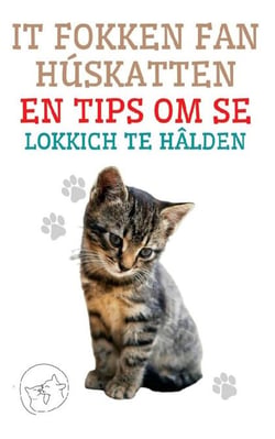 It Fokken fan Húskatten en Tips om se Lokkich te Hâlden