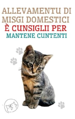 Allevamentu di Misgi Domestici è Cunsiglii per Mantene Cuntenti
